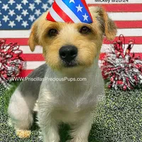 Mickey, a male Yorkshire Terrier for sale in Manchester, TN – Photo 5 of 10