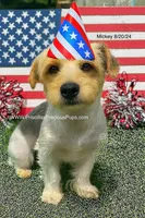 Mickey, a male Yorkshire Terrier for sale in Manchester, TN – Photo 5 of 10