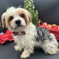 Mickey, a male Yorkshire Terrier for sale in Manchester, TN – Photo 8 of 10