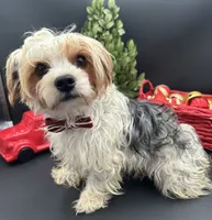 Mickey, a male Yorkshire Terrier for sale in Manchester, TN – Photo 8 of 10