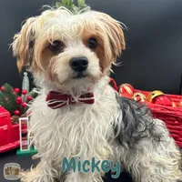 Mickey, a male Yorkshire Terrier for sale in Manchester, TN – Photo 1 of 10