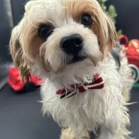 Mickey, a male Yorkshire Terrier for sale in Manchester, TN – Photo 3 of 10