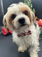 Mickey, a male Yorkshire Terrier for sale in Manchester, TN – Photo 3 of 10