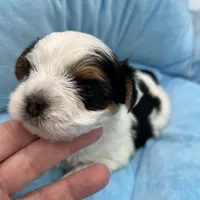 Mickey, a male Yorkshire Terrier for sale in Manchester, TN – Photo 9 of 10