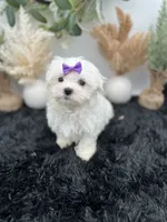 Mia the Korean Maltese $3000, a female Maltese for sale in Hillsboro, TN – 2 of 5