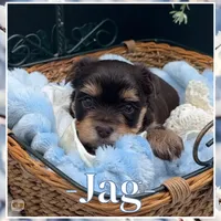 Jag, a male Yorkshire Terrier for sale in Manchester, TN – Photo 5 of 5