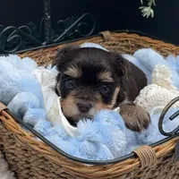 Jag, a male Yorkshire Terrier for sale in Manchester, TN – Photo 2 of 5