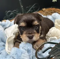 Jag, a male Yorkshire Terrier for sale in Manchester, TN – Photo 3 of 5