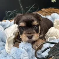 Jag, a male Yorkshire Terrier for sale in Manchester, TN – Photo 4 of 5