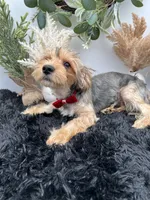 AKC Sham the Yorkie, a male Yorkshire Terrier for sale in Hillsboro, TN – 4 of 10