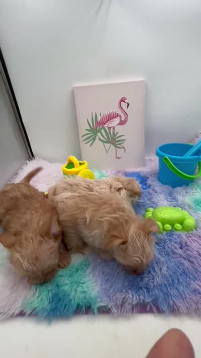 Lexi the tiny Golddust Yorkie, a female Yorkshire Terrier for sale in Manchester, TN – 8 of 8