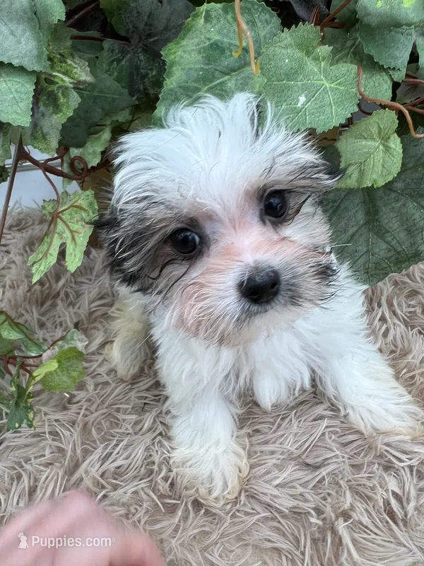 Little Ivy the Morkie – Morkie puppy for sale in Manchester, TN
