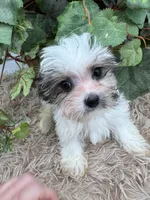 Little Ivy the Morkie, a female Morkie for sale in Manchester, TN – 1 of 10