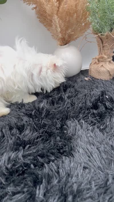 Little Missy the Korean Maltese $3000, a female Maltese for sale in Hillsboro, TN – 8 of 8