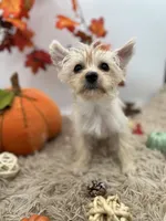 Ellie the tiny Golddust Yorkie, a female Yorkshire Terrier for sale in Hillsboro, TN – 2 of 10