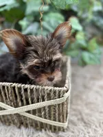 AKC Shannon the Yorkie, a female Yorkshire Terrier for sale in Manchester, TN – 3 of 10