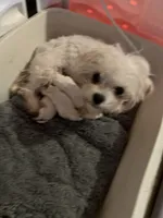 Nyla the female Korean Maltese, a female Maltese for sale in Hillsboro, TN – 7 of 8