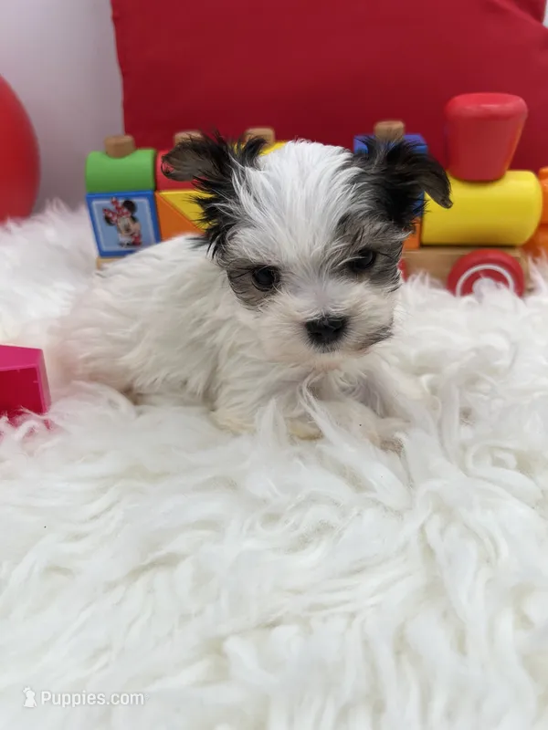 Iris the tiny Morkie – Morkie puppy for sale in Manchester, TN