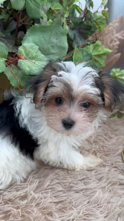 Little Daffey the Morkie, a female Morkie for sale in Manchester, TN – 9 of 10