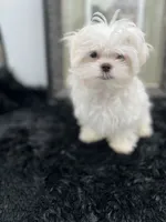 AKC Everett the Korean Maltese, a male Maltese for sale in Manchester, TN – 7 of 10