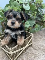 AKC Roc the Yorkie, a male Yorkshire Terrier for sale in Manchester, TN – 5 of 9