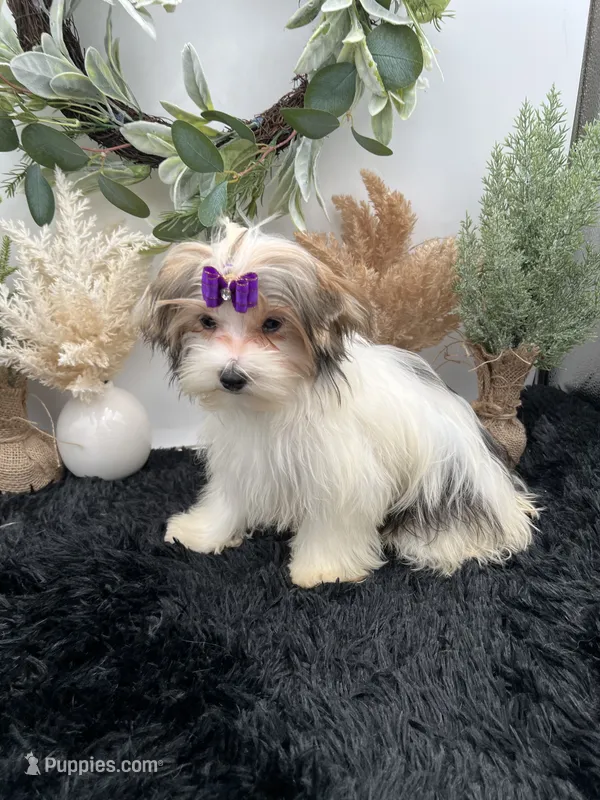 Little Daffey the Morkie – Morkie puppy for sale in Hillsboro, TN