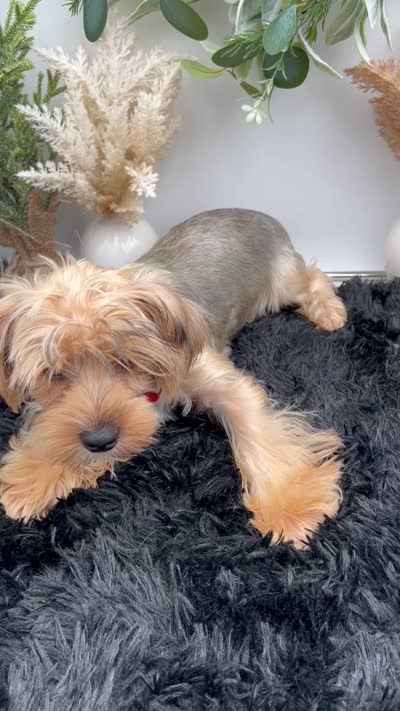 AKC Roc the Yorkie, a male Yorkshire Terrier for sale in Hillsboro, TN – 7 of 10