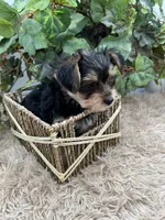 AKC Roc the Yorkie, a male Yorkshire Terrier for sale in Manchester, TN – 9 of 9
