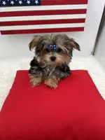 Mick, a male Morkie for sale in Manchester, TN – 3 of 10