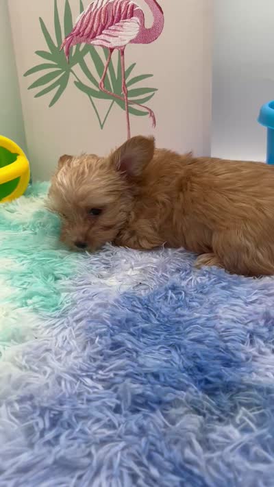 Little Jake the Golddust Yorkie, a male Yorkshire Terrier for sale in Manchester, TN – 6 of 6