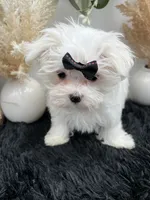 Little Missy the Korean Maltese $3000, a female Maltese for sale in Hillsboro, TN – 4 of 8