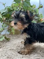 AKC Honey the European Yorkie, a female Yorkshire Terrier for sale in Manchester, TN – 5 of 6