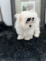 AKC Everett the Korean Maltese, a male Maltese for sale in Manchester, TN – 10 of 10