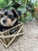 AKC Roc the Yorkie, a male Yorkshire Terrier for sale in Manchester, TN – 7 of 9