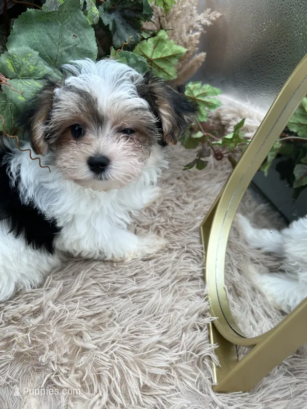 Tiny Rose the Morkie – Morkie puppy for sale in Manchester, TN