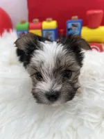 Little Daffey the Morkie, a female Morkie for sale in Manchester, TN – 4 of 8