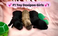 Molly, a female Doxiepoo and Miniature Dachshund for sale in Coal City, IN – 3 of 6