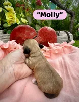 Molly, a female Doxiepoo and Miniature Dachshund for sale in Coal City, IN – 4 of 6