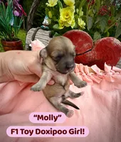 Molly, a female Doxiepoo and Miniature Dachshund for sale in Coal City, IN – 2 of 6
