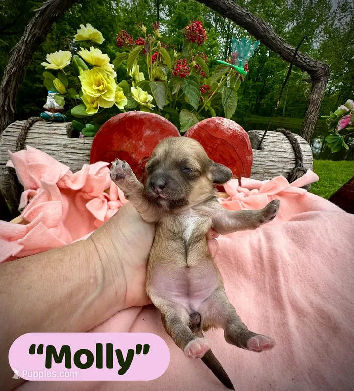 Molly – Doxiepoo, Miniature Dachshund puppy for sale in Coal City, IN
