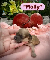 Molly, a female Doxiepoo and Miniature Dachshund for sale in Coal City, IN – 5 of 6