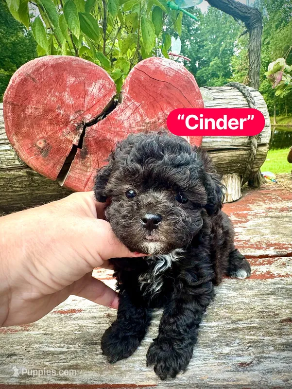 Cinder – Maltipoo puppy for sale in Coal City, IN