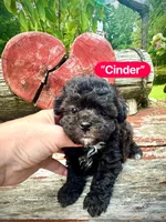 Cinder, a female Maltipoo for sale in Coal City, IN – 2 of 6