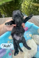 Ash, a male Maltipoo for sale in Coal City, IN – 2 of 5