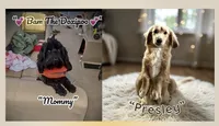 Kinsey, a female Doxiepoo and Miniature Dachshund for sale in Coal City, IN – 4 of 5