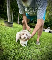 Ash, a male Maltipoo for sale in Coal City, IN – 3 of 5