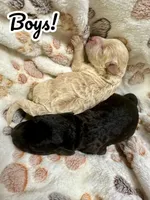 Bean, a male Maltipoo for sale in Coal City, IN – 4 of 5