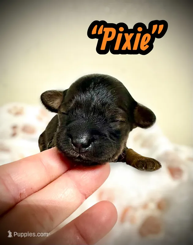 Pixie – Doxiepoo, Miniature Dachshund puppy for sale in Coal City, IN