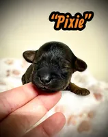 Pixie, a female Doxiepoo and Miniature Dachshund for sale in Coal City, IN – 3 of 5
