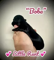 Boba, a female Doxiepoo and Miniature Dachshund for sale in Coal City, IN – 2 of 4
